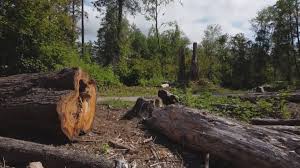 Best Arborist Consultation Services  in Markham, IL