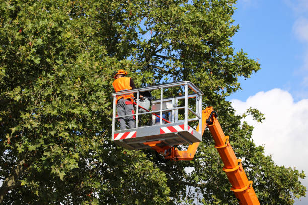 Reliable Markham, IL Tree Services Solutions