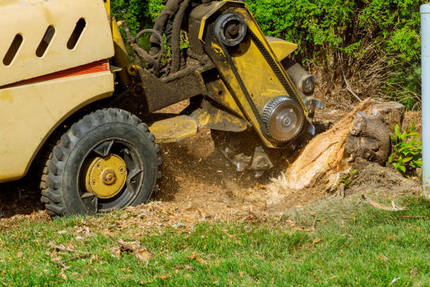 Best Emergency Tree Removal  in Markham, IL