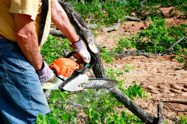 Best Lawn Grading and Leveling  in Markham, IL