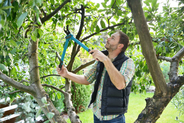 Best Tree and Shrub Care  in Markham, IL